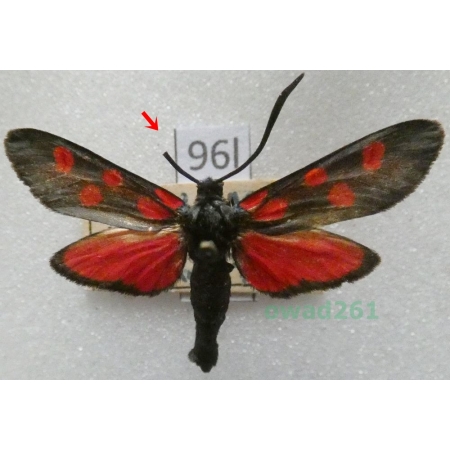 Zygaena angelicae Ochsenheimer, 1808 Czech96l